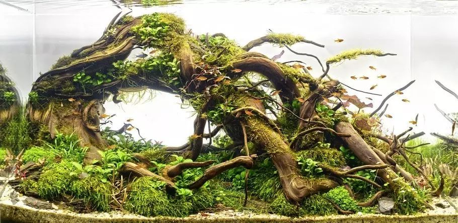 乌鲁木齐黄金虎鱼价格2016 IAPLC号 241工作 乌鲁木齐水族批发市场 乌鲁木齐龙鱼第1张 乌鲁木齐黄金虎鱼价格2016 IAPLC号 241工作 乌鲁木齐水族批发市场 乌鲁木齐龙鱼第1张